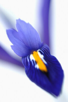Iris reticulata