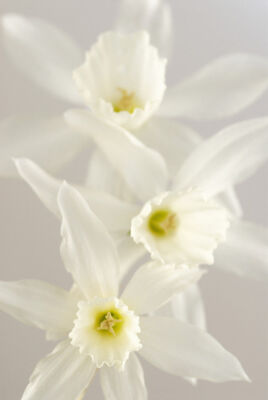 Narcissus triandrus 'Thalia'