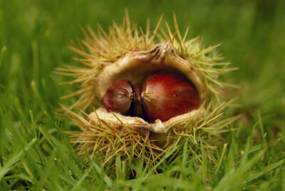 Castanea sativa