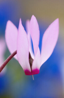 Cyclamen repandum