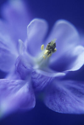 Aquilegia vulgaris