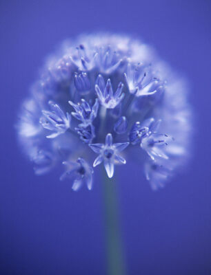 Allium caeruleum