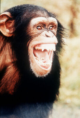 Chimpanzee