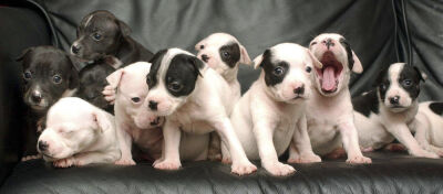 Puppy love