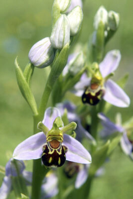 Bee Orchid