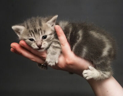 Tabby kitten resting in palm of hand