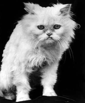 White angry cat looking grumpily