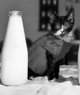 Wimp the pussy cat