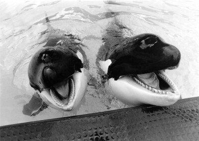 Winnie and Nemo the whales