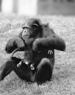 Week old chimpanzee Benson