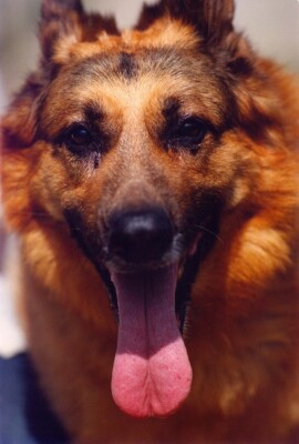 Shep the German Shepherd