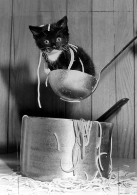 Waiter there's a kitten in my spaghetti!