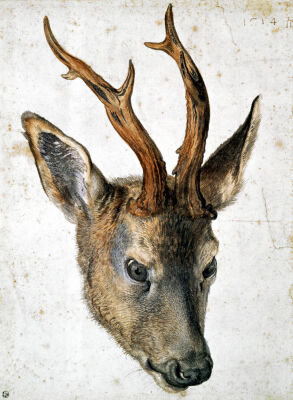 Head of a Roe Deer